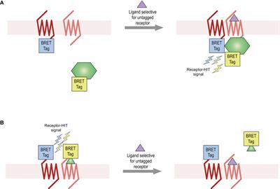 Novel Pharmacology Following Heteromerization of the Angiotensin II Type 2 Receptor and the Bradykinin Type 2 Receptor